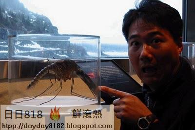 世界最大的蚊子