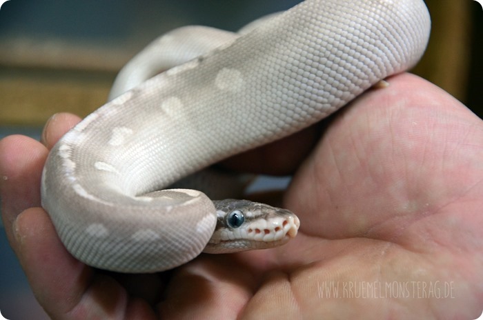 Python (21) von PB Snakes 311214