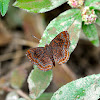 Metalmark butterfly