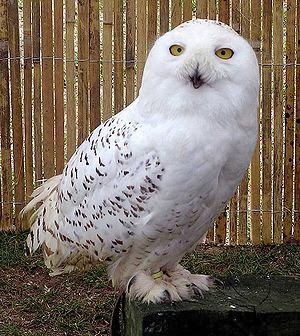 300px-Snowy.owl.overall.arp.750pix