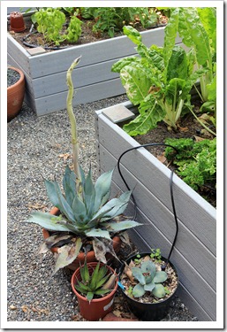130511_Agave-parryi-with-flower-spike_04