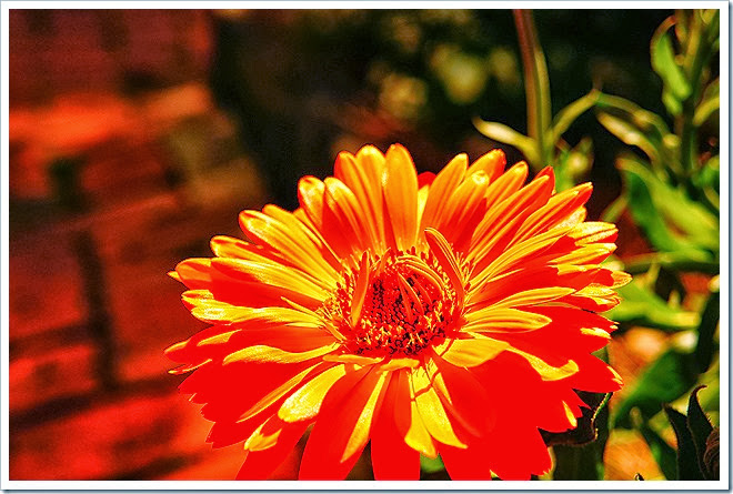 free-images-flowers-1 (1096)