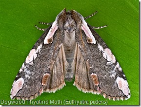 Dogwood Thyatirid Moth (Euthyatira pudens) (2)