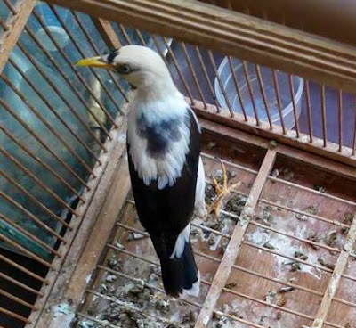 Awas burung semiran (mutasi warna instant) jalak putih palsu