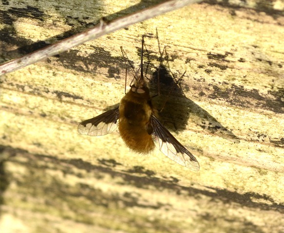 [beefly3.jpg]