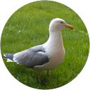 Image Google de doudou 02