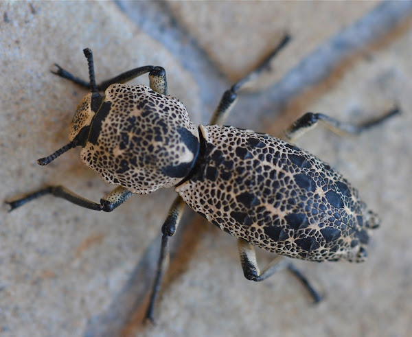 Escarabajo de Madera/Ironclad Beetle | Project Noah