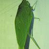 Greater Angle-wing Katydid