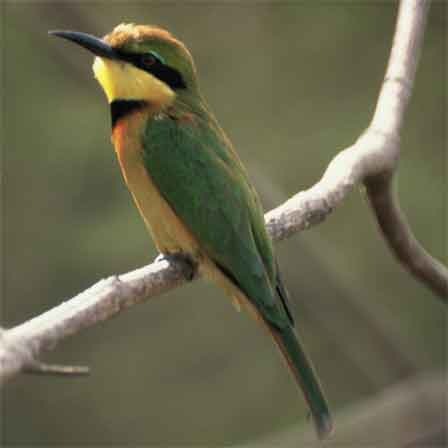 [Gambia-Little-Bee-eater%255B5%255D.jpg]