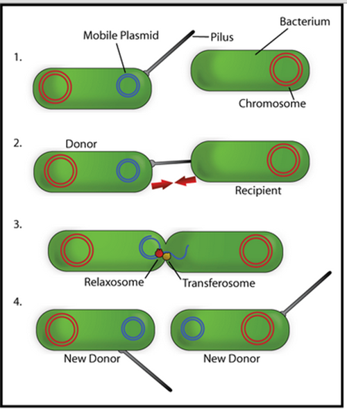 Seperti inilah proses reproduksi bakteri Penasains