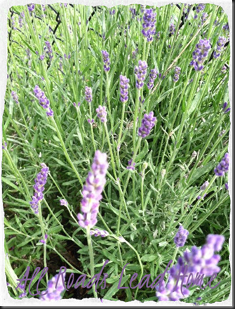 lavender for blog