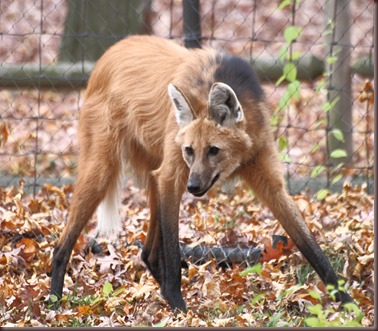 Amazing Animal Pictures The Maned Wolf (7)