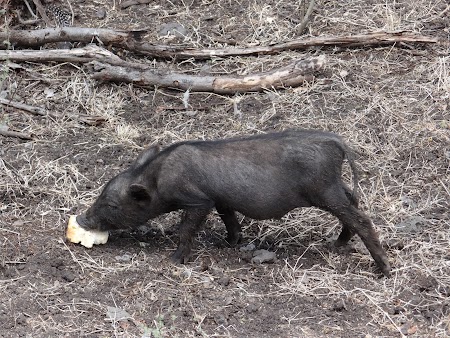 Porc de Mauritius