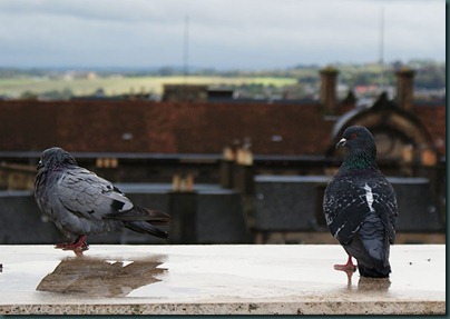 67-pigeons