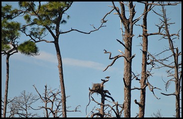 09 - Osprey Nest
