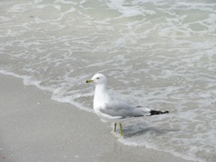 Florida Sanibel gull in water