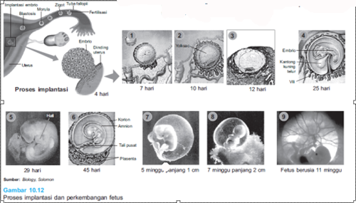 Proses implantasi