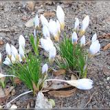 erste Frühlingsboten