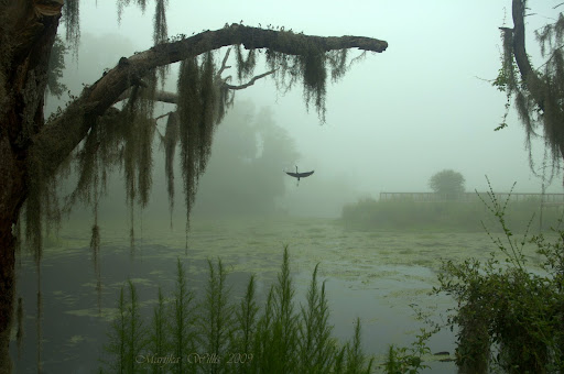 Swamp Fog.... DSC_0184.NEF
