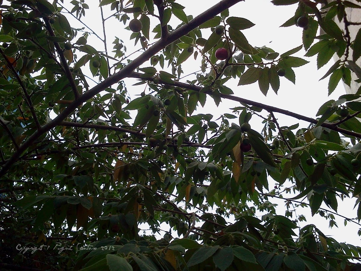 Cherry/Indonesia (Phohon Kersen)