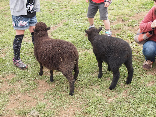 [写真]柵から出てきて餌をねだる子羊たち