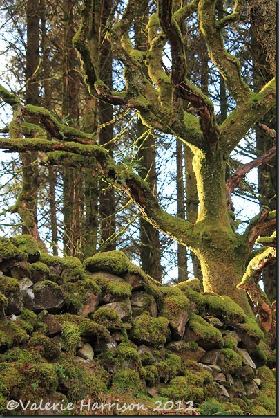 8-mossy-wall-and-tree