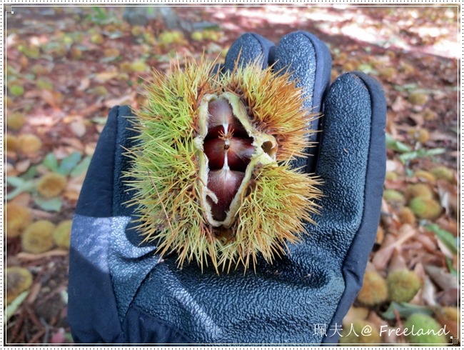 [chestnut%255B3%255D.jpg]