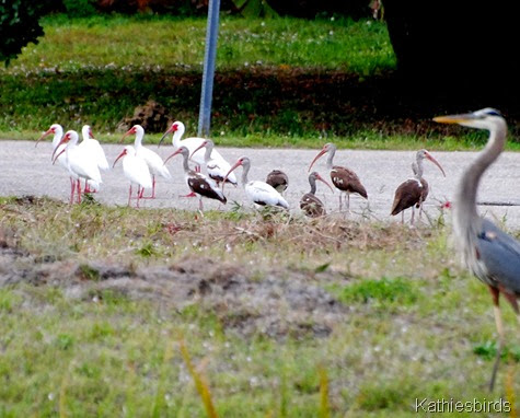 8. White ibis-kab