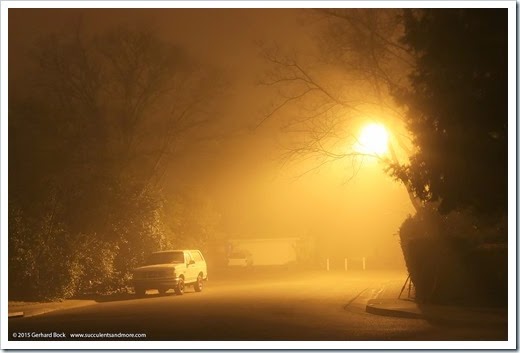 150123_fog_night6