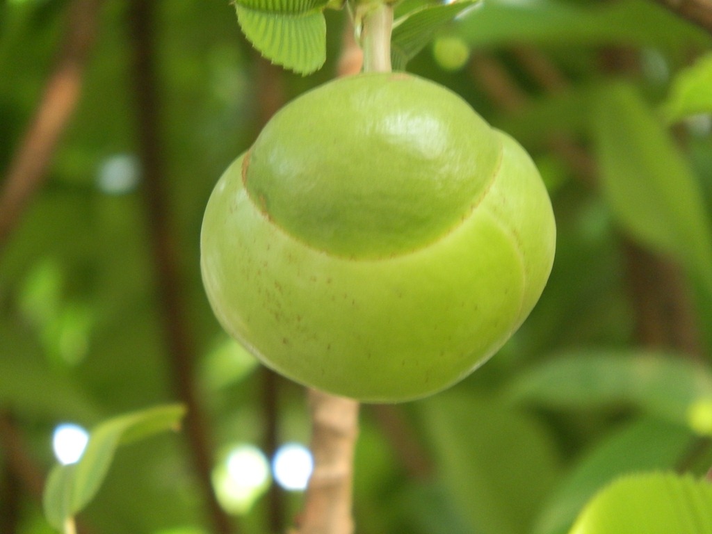 [Dillenia%2520indica%2520%25284%2529%255B4%255D.jpg]