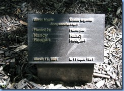 6444 Ottawa 1 Sussex Dr - Rideau Hall - silver maple planted by Nancy Reagan