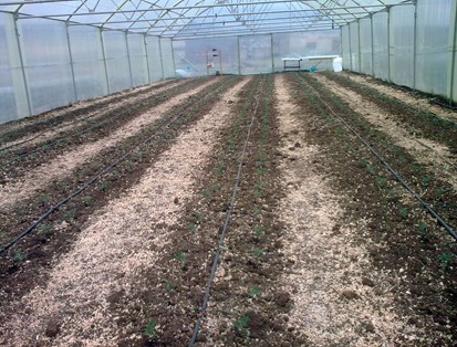 Tomato Seedlings in High Tunnel