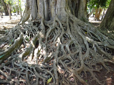 Obiective turistice Mauritius: Banyan tree