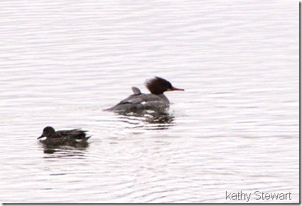 female GreenWing Teal and female Common Merganser