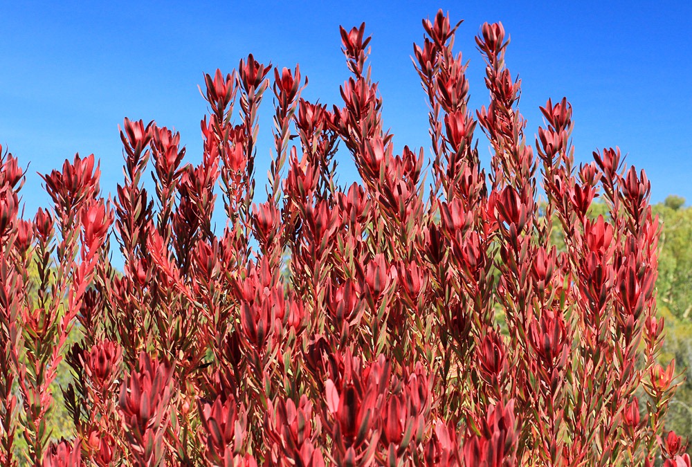 [121027_UCSCArboretum_Leucadendron-Sa%255B5%255D.jpg]