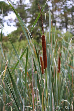 Cattails at Lind Lake