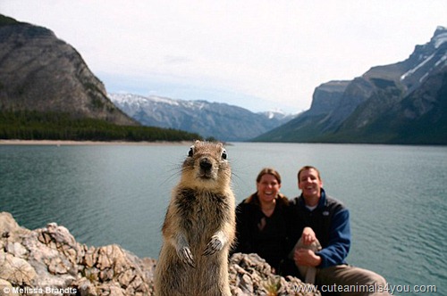 50_Funniest_Animal_Photobombs_Of_All_Time_39