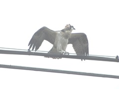 7.31.12 young osprey on wire wings spread2