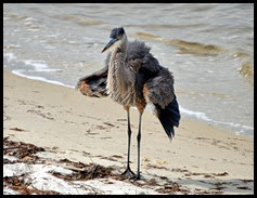 Nature - Fluffy Great Blue Heron