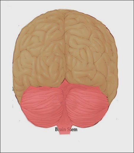 brain 2