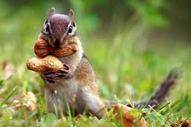 [Amazing%2520Animals%2520Pictures%2520Squirell%2520%25284%2529%255B3%255D.jpg]