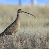 Zarapito, Long-billed Curlew