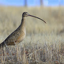 Zarapito, Long-billed Curlew