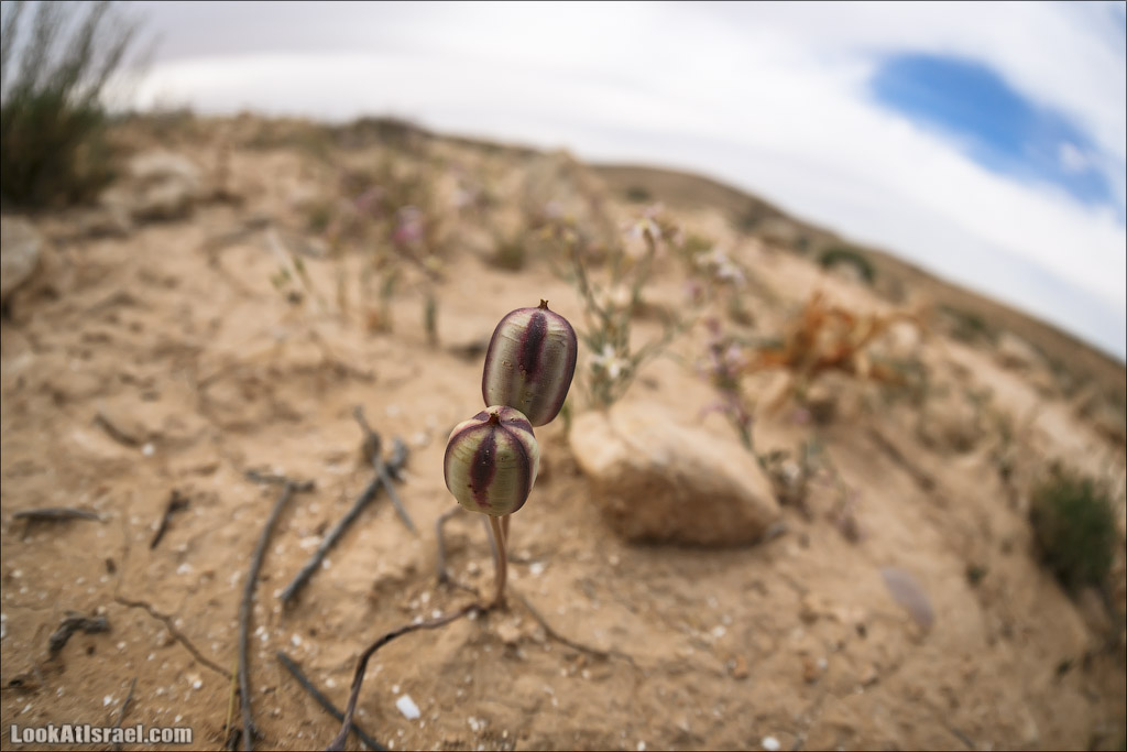 Водоёмы (колодцы) Луц | Lutz cisterns | בורות לוץ | LookAtIsrael.com - Фото путешествия по Израилю
