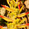 Red-Tip Fan Heliconia