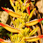 Red-Tip Fan Heliconia