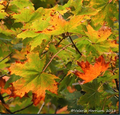 12-autumn-leaves