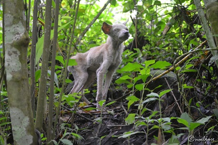 dog along the trails of Manabu Peak