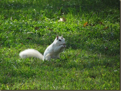 white squirrel, Brevard NC