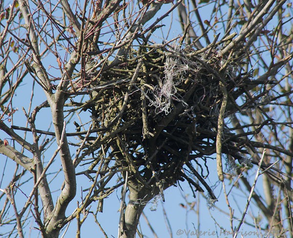 [21-nest%255B2%255D.jpg]